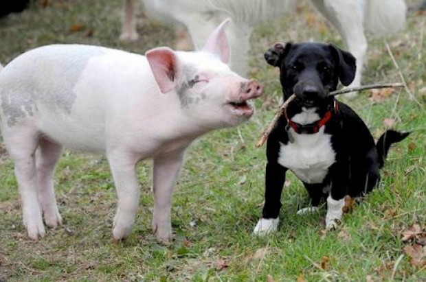 Turismo: “Permesso l’ingresso ai cani”. E i porci protestano: “Perché non ci volete più?”