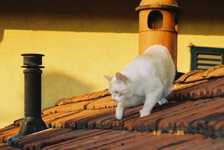 Mussoni colpito da una tegola, indagato un gatto che passeggiava sui tetti