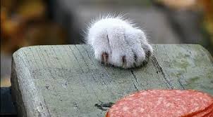 Cinema: prossimamente nelle sale Brivido Felino