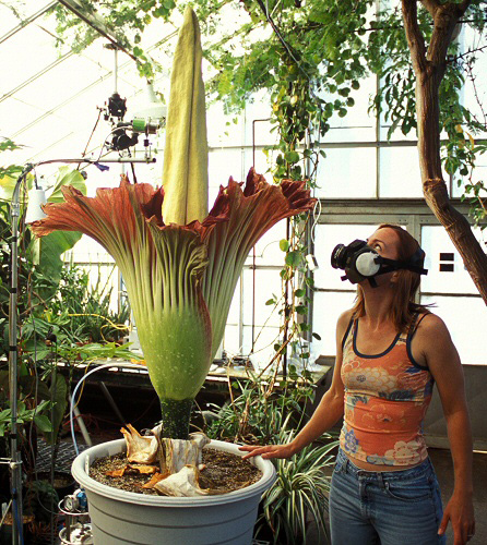 Grande evento botanico sul Titano, Fiore si apre&nbsp;eccezionalmente