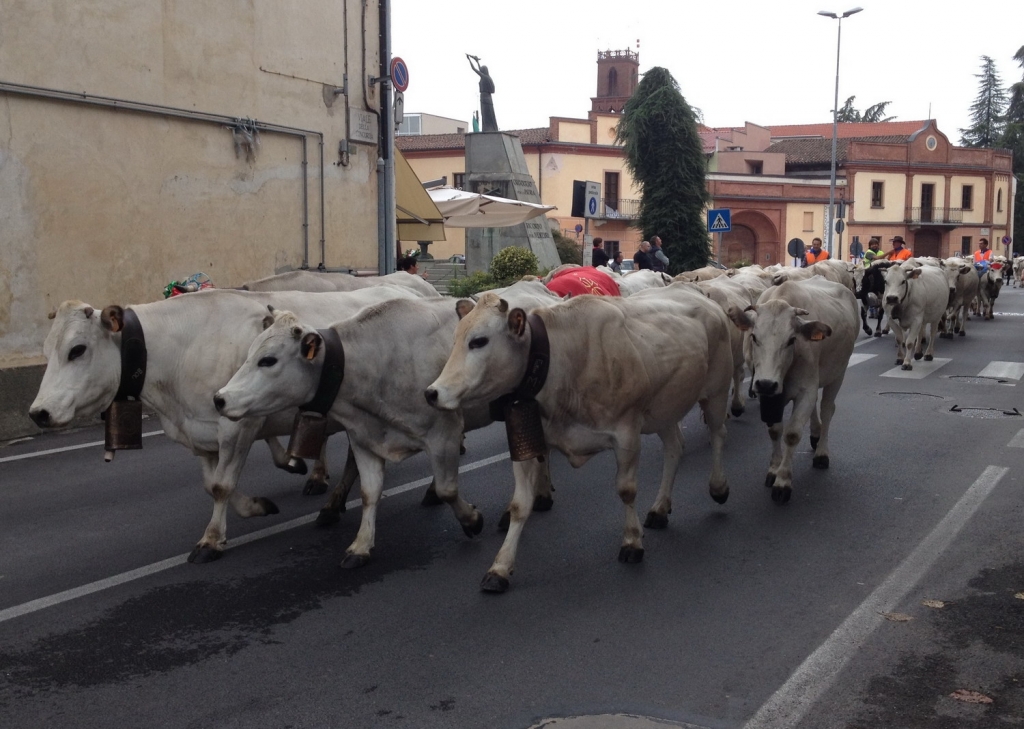 BOING !! San Marino tra i paesi meno visitati al mondo ! Scatta la molla ! Via alla Corsa delle Vacche.