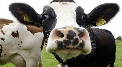 Mancata manifestazione dei produttori di latte sammarinesi sul Pianello, politico accusato di tentate molestie ad un&nbsp;bovino