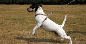 cane-che-tira-al-guinzaglio1