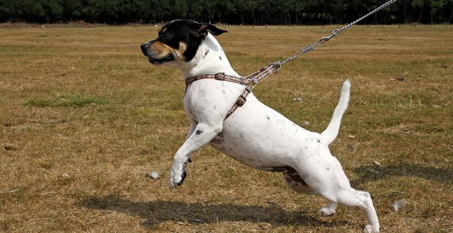 VITA DA CANI (LIFE OF&nbsp;POLDO)