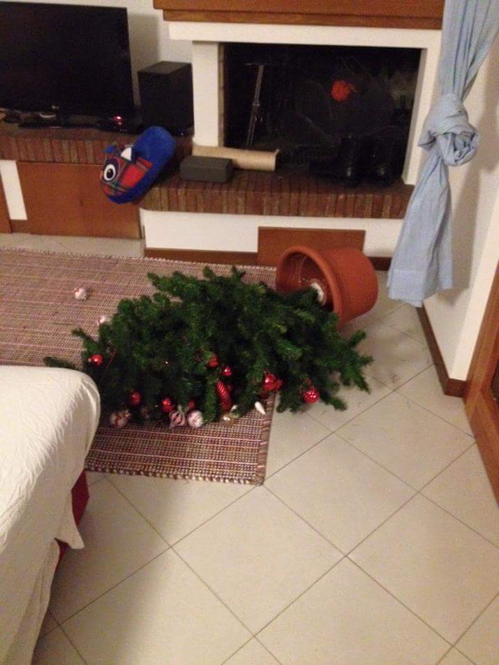 [Cronaca]: operaio Ugraa in trance entra nelle case e abbatte gli alberi di Natale. “Volevo fare spazio per il PST”