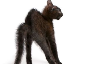 gatto-con-pelo-dritto-e-schina-arcuata