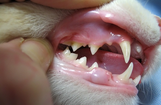 [Breaking miao]: gatto si rompe i denti con una perla nelle ostriche gettate dai Cappuccini