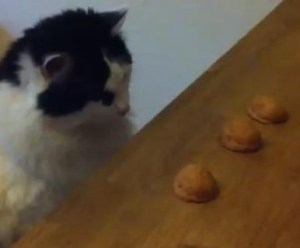 frida_gatto_tre_noci-720x320 (2)