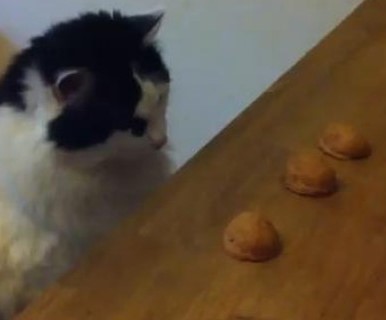 Il Baracucco: noci dicembrine. Top ten, yes we can, gat mica&nbsp;tant!