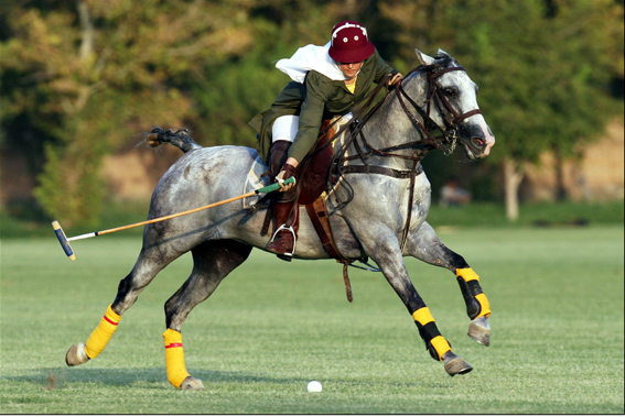 Palio del Lusso: BrigliaD’Or favorito, cavalca L’Onda!