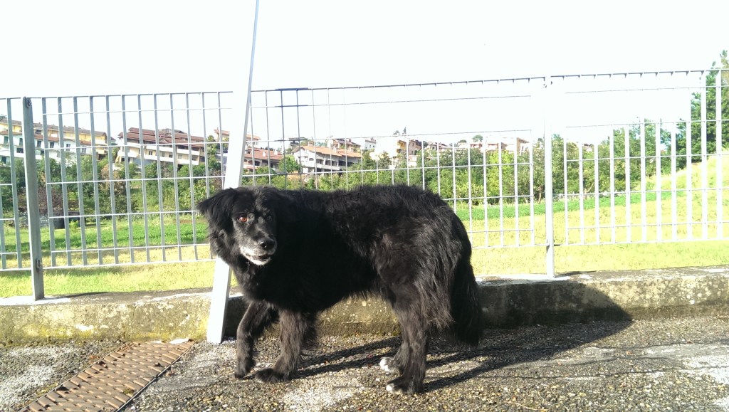 Avvistata pantera in pieno giorno a San&nbsp;Marino