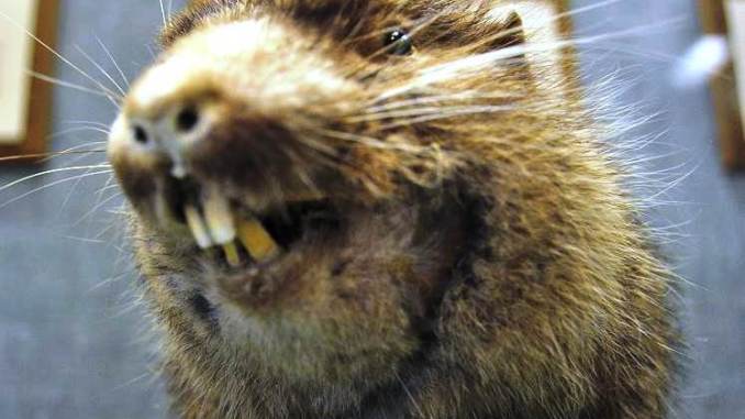 Il governo dell’Asse RETE – DC col puntello NPR è ancor più bello. Chi risica e chi&nbsp;rosica.